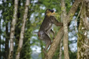 Mandril - Klettern