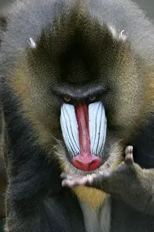 Wildlife Art Prints For Sale Drucke: Mandrill - close-up of face
