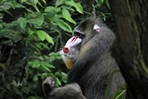 Primate Species Africa Drucke: Mandrill - Gabun