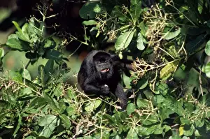 Personal Use Animal Artwork Drucke: Mantled Howler Monkey Panama