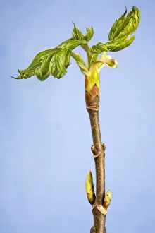 Maple Leaf Photography Drucke: Maple of Ahorn leaf
