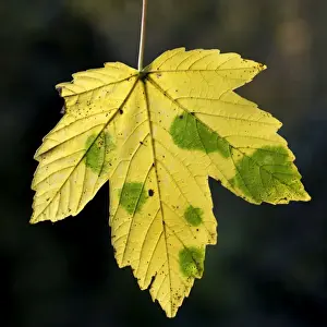 Maple Leaf Drucke: Maple Leaf - in autumn