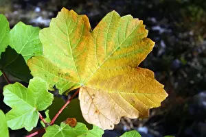 European Maple Trees Drucke: Maple - leaf in autumn. Nesque gorges, Vaucluse, Provence, France
