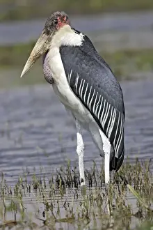Personal Use Artwork Only Drucke: Marabou Stork