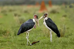 Unique Animal Wall Art Prints Drucke: Marabou Stork Namibia