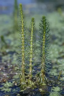 Personal Use Only Prints Available Drucke: Mare's Tail - in flower