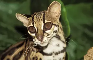 Margay Cat Drucke: Margay