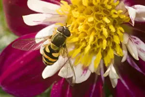 Episyrphus Balteatus Drucke: Marmalade Hoverfly - on flower