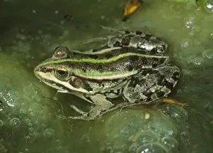 Duncan Usher Photography Drucke: Marsh Frog - In lake