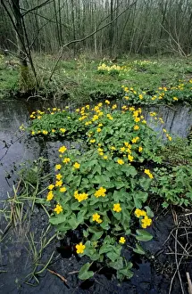 Caltha Palustris Drucke: Marsh Marigold in marsh