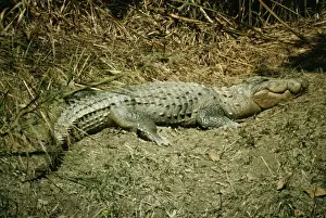Personalized Home Decor Prints Drucke: Marsh Mugger Crocodile