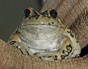 Pat Morris Photography Drucke: Marsupial frog Australia