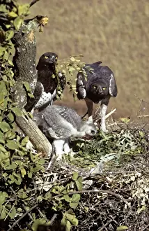 Bird Nest Photography Drucke: Martial Eagle