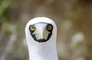 Sea Bird Photography Drucke: Masked Booby