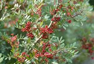 Close Up Plant Photos Drucke: Mastic Tree