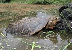 Matamata-Turmartür aus Wasser, Venezuela