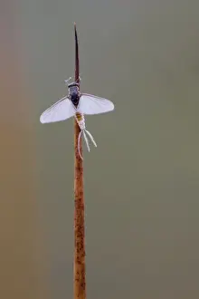 Cornwall Wildlife Drucke: Mayfly - Cornwall - UK