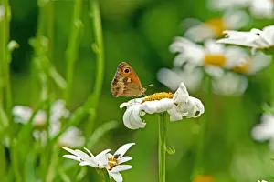 Unique Wildlife Photography Prints Drucke: Meadow Brown Butterfly