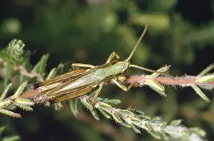 Insect Prints For Sale Drucke: Meadow Grasshopper