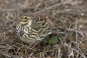 Bird Photography Prints For Sale Drucke: Meadow Pipit