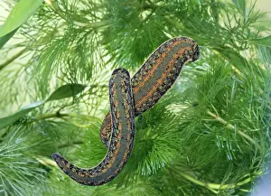 Arzneilechse