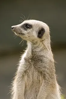 Close Up Wildlife Shots Drucke: Meerkat