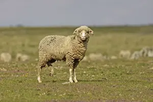 M Watson Wildlife Photographer Drucke: Merino Sheep