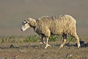 Merinoschaf