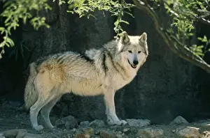 Francois Gohier Wildlife Photography Drucke: Mexican Grey Wolf
