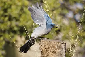 Personal Use Prints Available Drucke: Mexican Jay