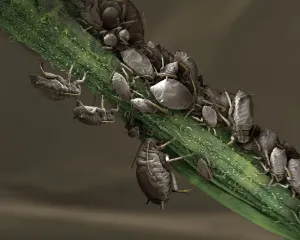 Rasterelektronenmikrographie (REM): Schwarzer Blattläuse. ; Vergrößerung x 40 (A4-Größe: 29,7 cm Breite).