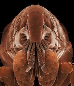 Drucke von LRDS-54 Kat Flea Scanning Elektronen-Mikroskop (SEM) Ctenocephalides felis Magnification x250 (A4 Größe: 29,7 cm Breite) Handgefärbt, um natürliche Merkmale zu betonen Katzenfloh Drucke: Elektronenmikroskopbild (EMB): Katzenkrabbe