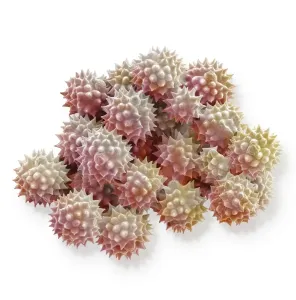 Close Up Plant Photography Drucke: Scanning Electron Micrograph (SEM): Groundsel