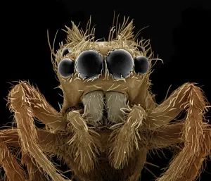 Elektronenmikroskopbild (EMB): Sprungspinne, Vergrößerung x 120 (A4-Größe: ca. 29,7 cm Breite)