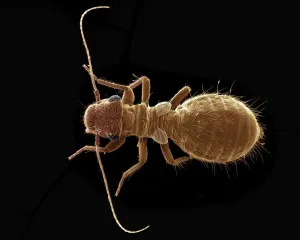 Scanning Electron Microscope Images Drucke: Scanning Electron Micrograph (SEM): Psocid, Magnification x 100 (A4 size: 29. 7 cm width)