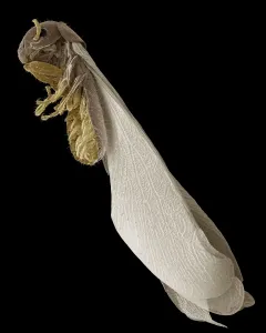 Rasterelektronenmikroskopbild (REM): Termit, Vergrößerung x 30 (A4-Größe: ca. 29,7 cm Breite)