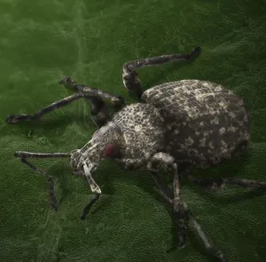 Scanning Electron Microscope Images Drucke: Scanning Electron Micrograph (SEM): Vine Weevil