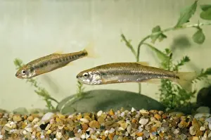 Ardea London Prints Drucke: Minnows