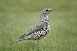 Birdwatching In The UK Drucke: Mistle Thrush - Cornwall - UK