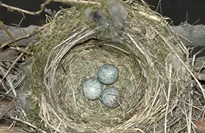 Wildlife Birds Photography Drucke: Mistle Thrush - eggs in nest