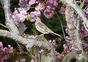Personal Display Artwork Drucke: Mistle Thrush - at nest
