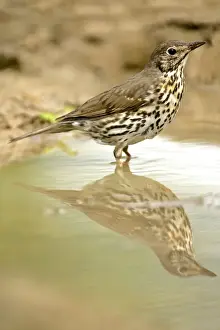Croatian Wildlife Photography Drucke: Mistle Thrush at rain puddle with reflection Croatia