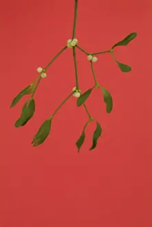 Mistletoe Plant Drucke: Mistletoe