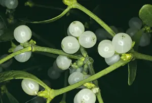 Mistletoe Plant Drucke: Mistletoe - with berries