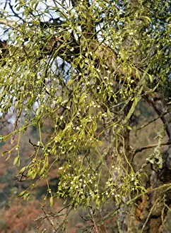 European Mistletoe Species Drucke: Mistletoe - with berries in apple tree