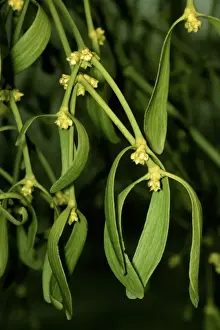 European Mistletoe Species Drucke: Mistletoe - in flower