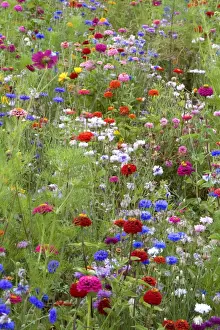Wildflower Meadow Images Drucke: Mixed flowers in meadow