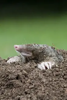 Wildlife Photography Cornwall Drucke: Mole - emerging from hole - Cornwall - UK