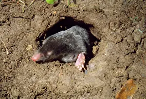 Wildlife Photography Prints Drucke: Mole - in underground hole