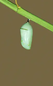 Unique Wildlife Photography Prints Drucke: Monarch Butterfly - Hatching sequence 2 of 6
